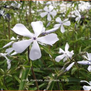 Phlox divaricata 'May Breeze'