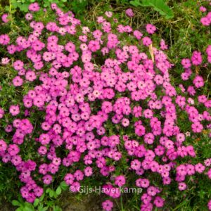 Phlox douglasii 'Crackerjack'