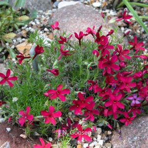 Phlox douglasii 'Ochsenblut'