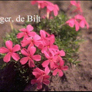 Phlox douglasii 'Red Admiral'