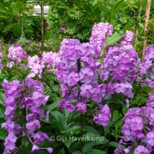 Phlox maculata 'Alpha'