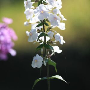 Phlox maculata 'Delta'