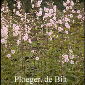 Phlox maculata 'Omega'