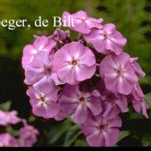 Phlox paniculata 'Blue Boy'