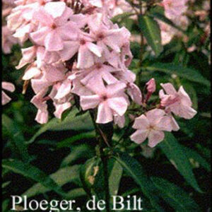 Phlox paniculata 'Elizabeth Arden'