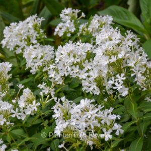 Phlox paniculata 'Fujiyama'