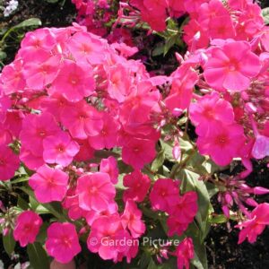 Phlox paniculata 'Kirchenfuerst'