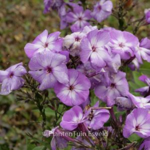 Phlox paniculata 'Laura'