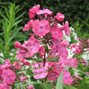 Phlox paniculata 'Rijnstroom'