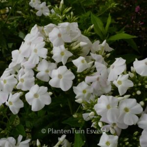 Phlox paniculata 'White Admiral'