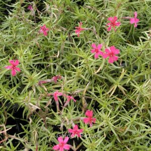 Phlox subulata 'Atropurpurea'
