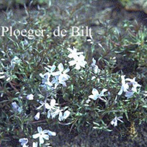 Phlox subulata 'G.F. Wilson'