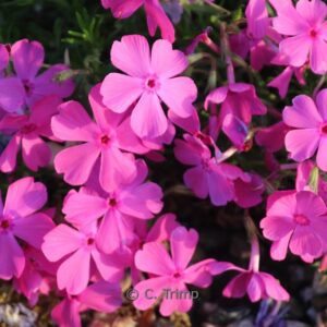 Phlox subulata 'MacDaniel's Cushion'