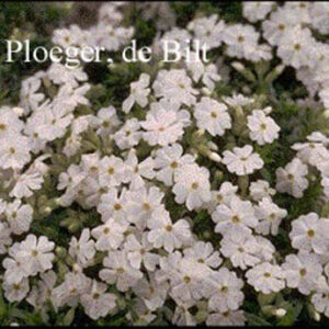 Phlox subulata 'Maischnee'