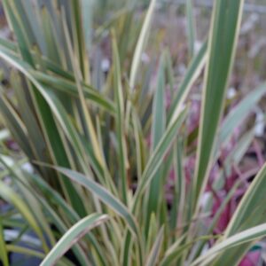Phormium 'Duet'