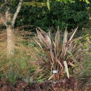 Phormium 'Sundowner'