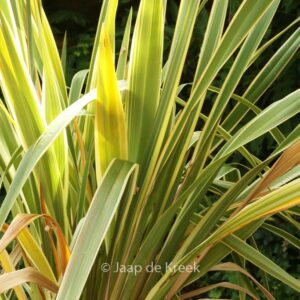 Phormium tenax 'Variegatum'