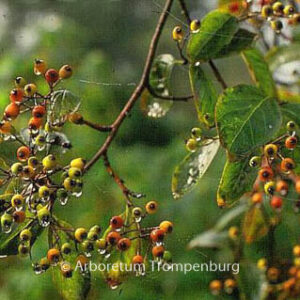 Photinia beauverdiana notabilis