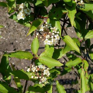 Photinia villosa zollingeri