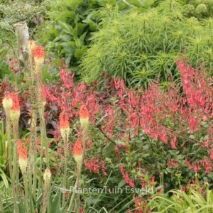 Phygelius rectus 'African Queen'