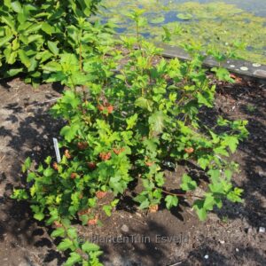 Physocarpus 'Copper Glow'