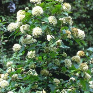 Physocarpus capitatus
