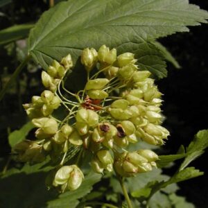 Physocarpus malvaceus
