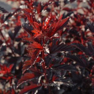 Physocarpus opulifolius 'All Black'