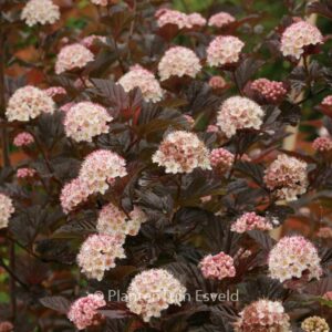 Physocarpus opulifolius 'Andre'