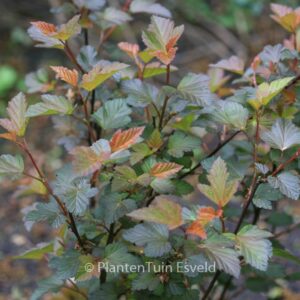 Physocarpus opulifolius 'Center Glow'