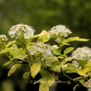 Physocarpus opulifolius 'Dart's Gold'
