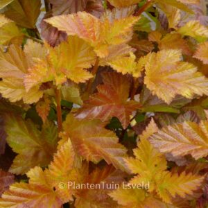 Physocarpus opulifolius 'Jefam' (AMBER JUBILEE)
