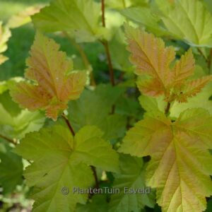Physocarpus opulifolius 'LP1' (MAGIC BALL)