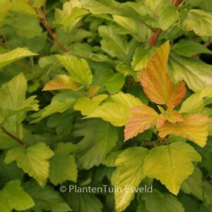 Physocarpus opulifolius 'Minange' (ANGEL GOLD)