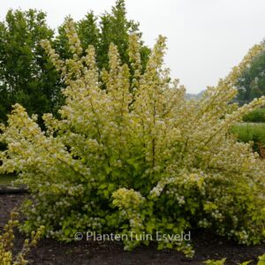 Physocarpus opulifolius 'Nugget'