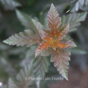 Physocarpus opulifolius 'Red Baron'