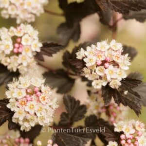 Physocarpus opulifolius 'Seward' (SUMMER WINE)