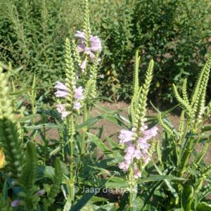 Physostegia virginiana 'Bouquet Rose'