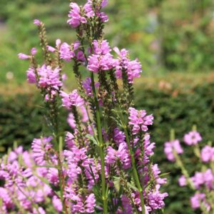 Physostegia virginiana 'Red Beauty'