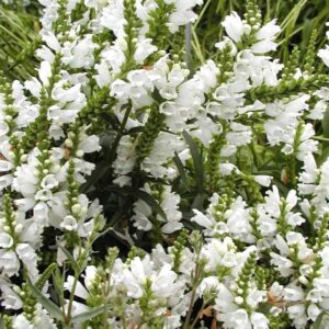 Physostegia virginiana 'Summer Snow'