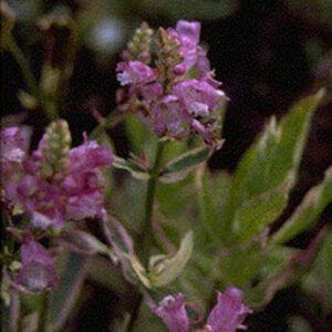 Physostegia virginiana 'Variegata'