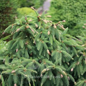 Picea abies 'Acrocona'