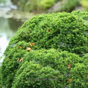 Picea abies 'Maxwellii'