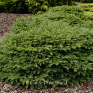 Picea abies 'Nidiformis'