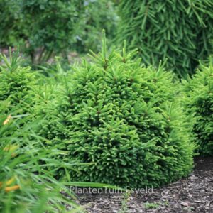 Picea abies 'Ohlendorffii'