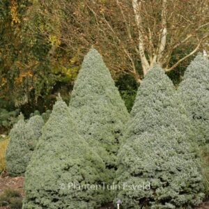 Picea glauca 'Alberta Globe'