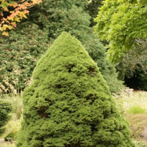 Picea glauca 'Conica'