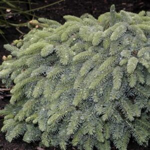 Picea lutzii 'Machala'