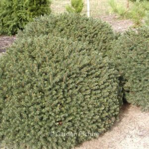 Picea omorika 'Karel'