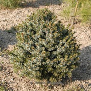 Picea omorika 'Nana'